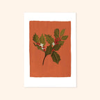 Holly Floral Botanical Art Print