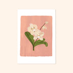 Pink Orchid Floral Botanical Art Print