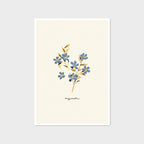 Forget Me Not Print - Myosotis