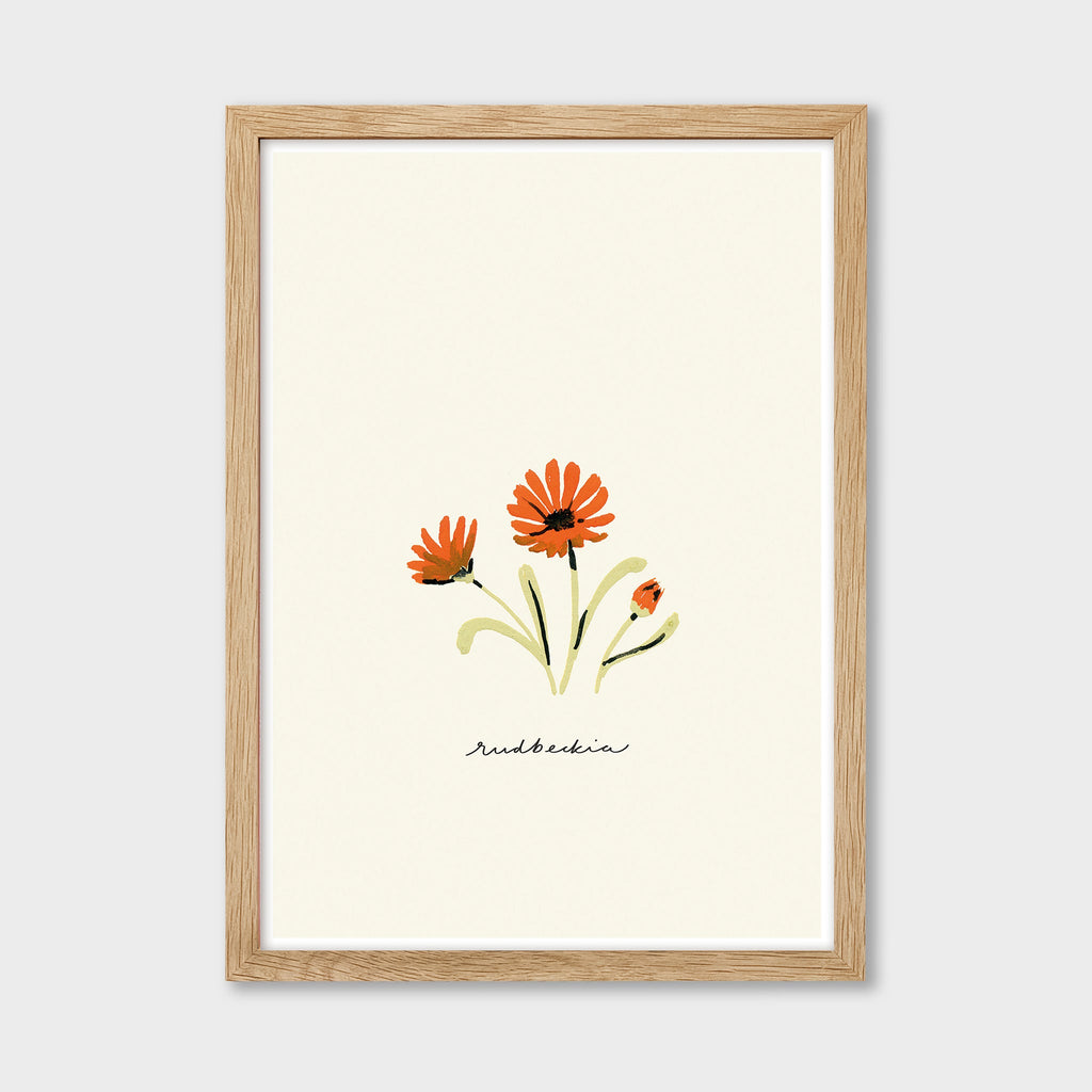 Orange Daisy Print - Rudbeckia