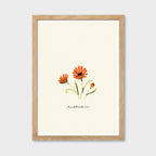 Orange Daisy Print - Rudbeckia