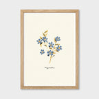 Forget Me Not Print - Myosotis