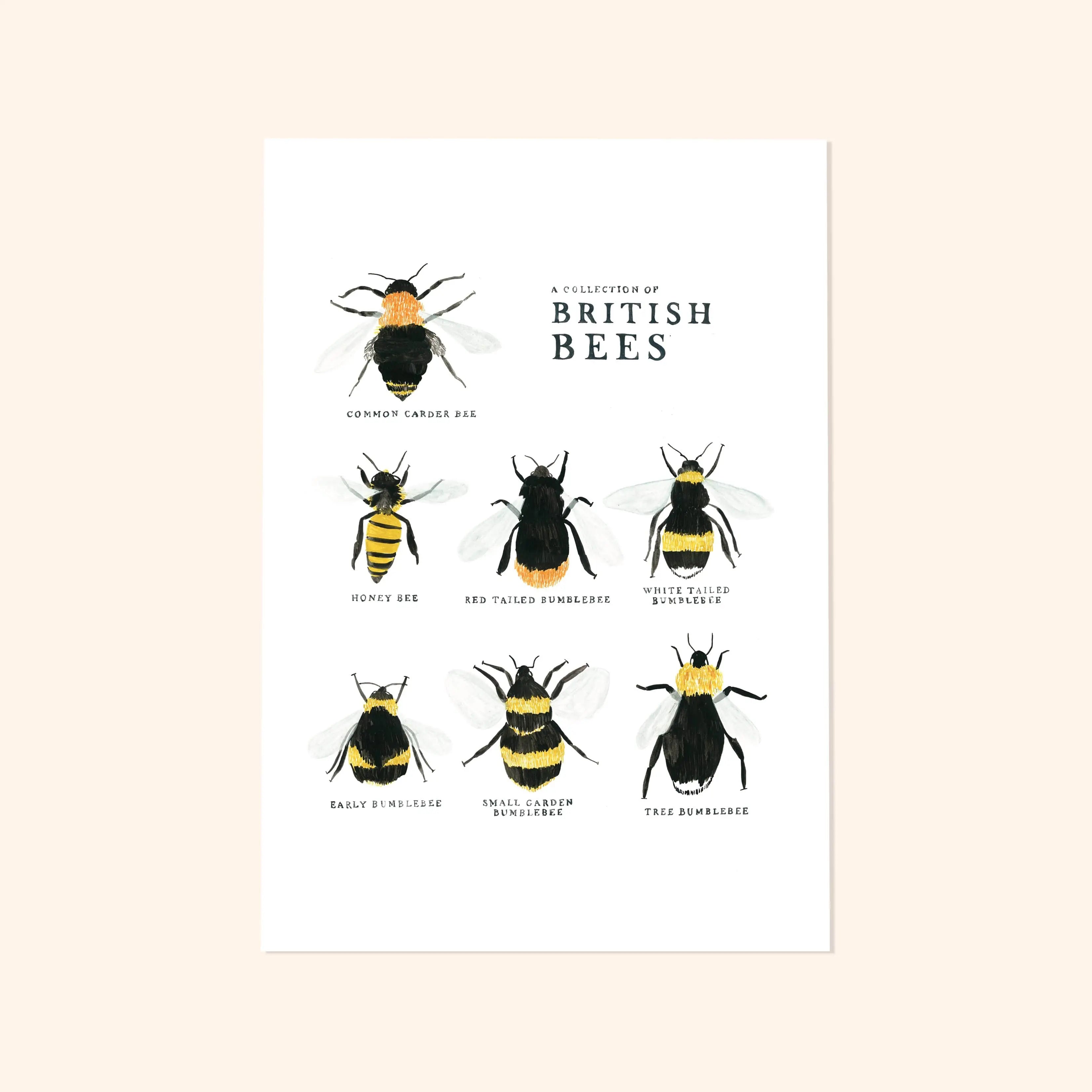 Bee Art Print - A Collection of British Bees