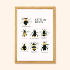 Bee Art Print - A Collection of British Bees