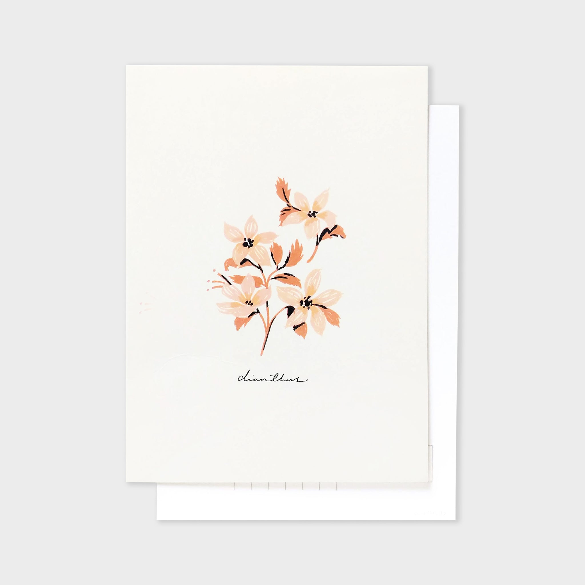 Pink Flower Postcard - Dianthus